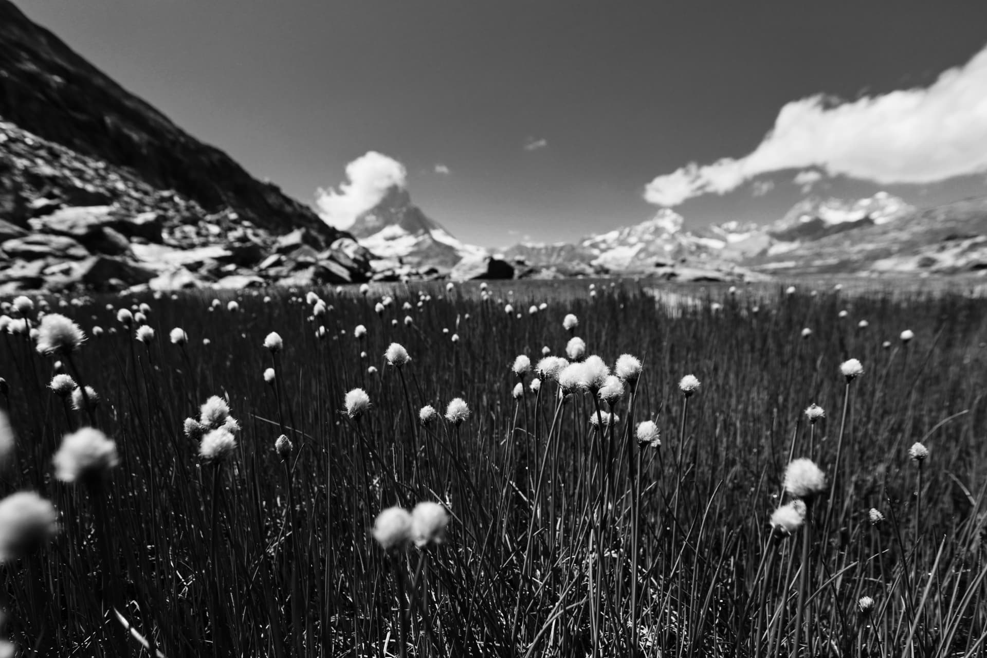 Wollgras vor dem Matterhorn, schwarzweiss