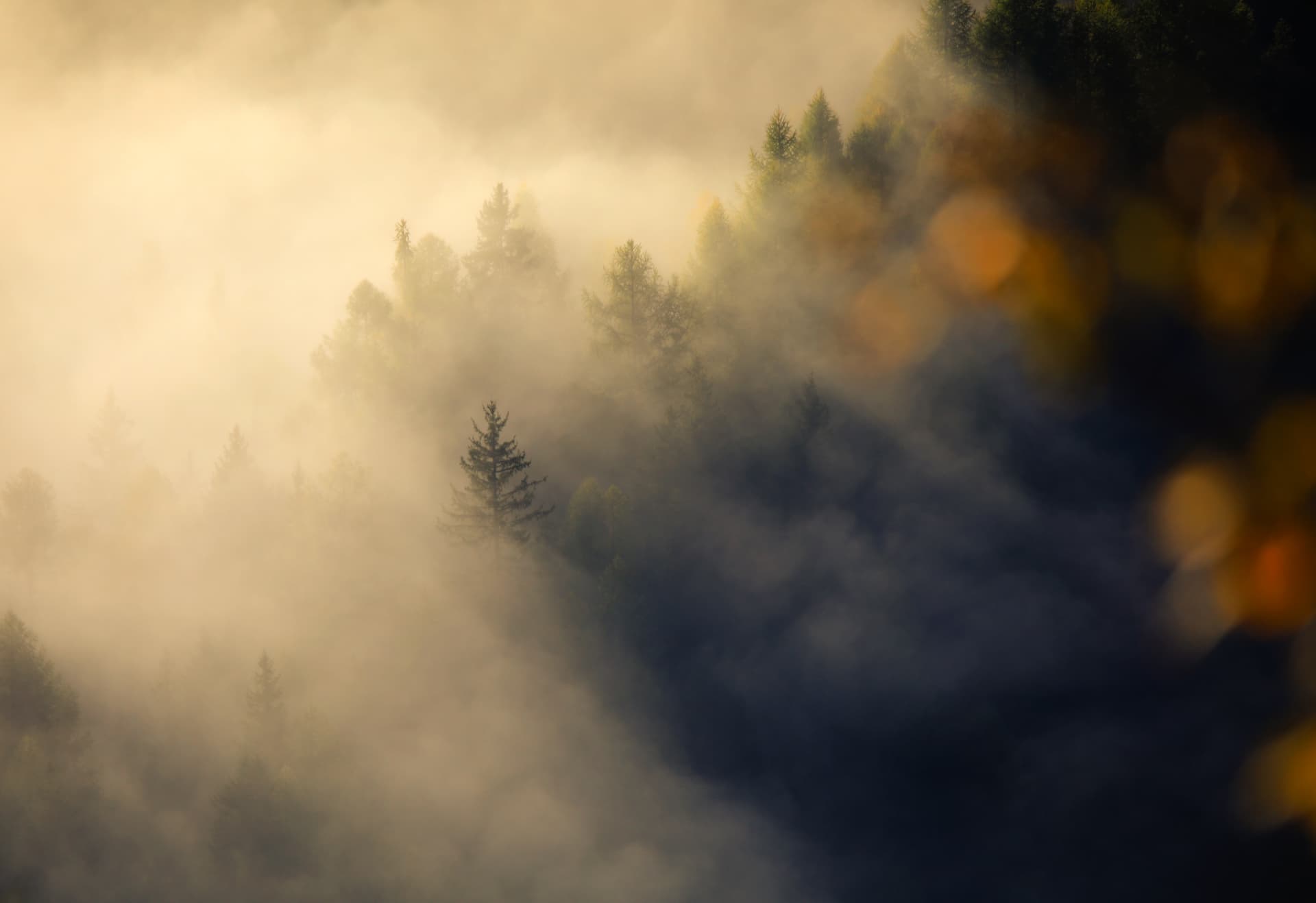 Morgennebel im Lärchenwald im Tal unterhalb von Emosson