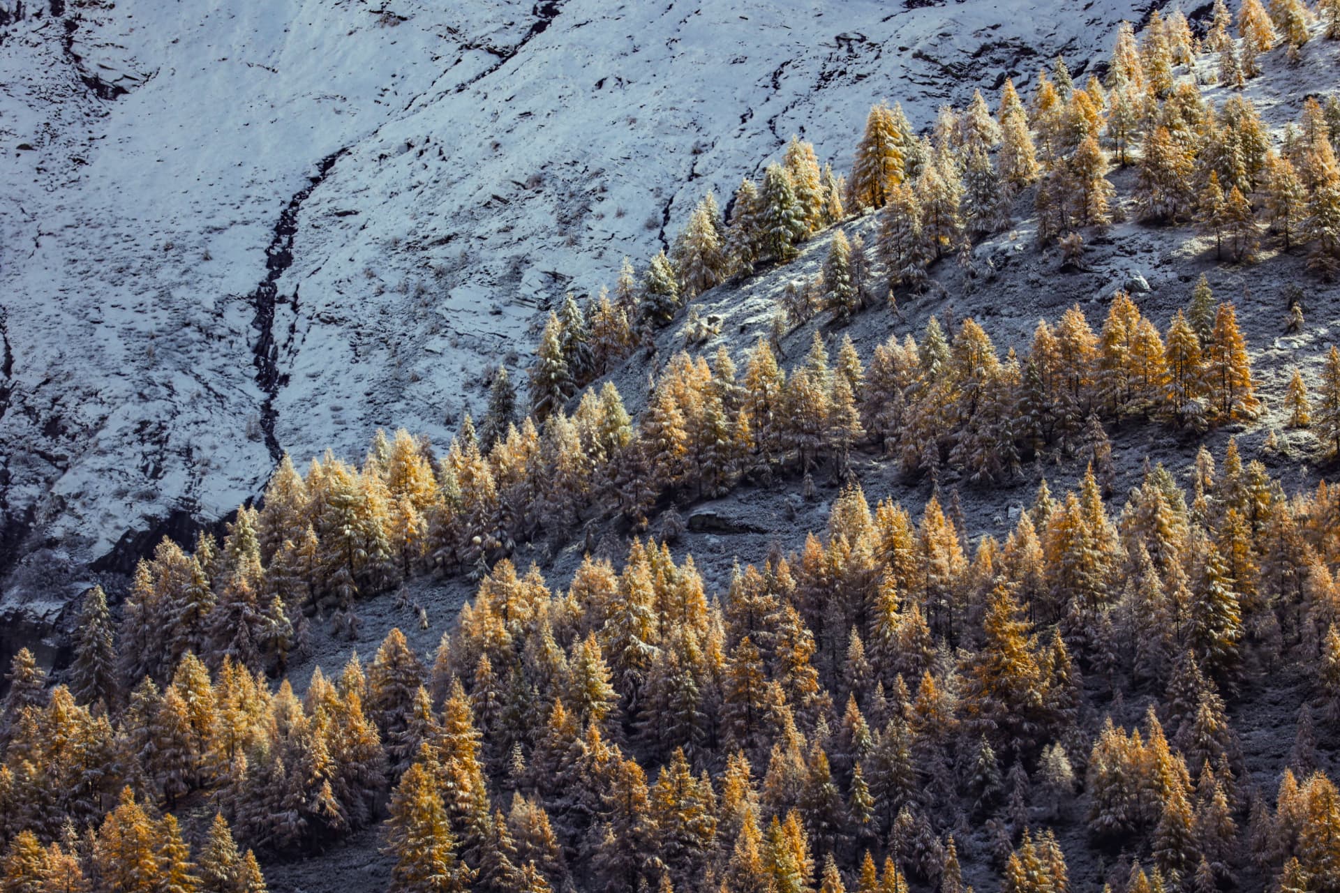 Goldene Herbstlärchen unter dem ersten Schnee am Hang über der Rosswald
