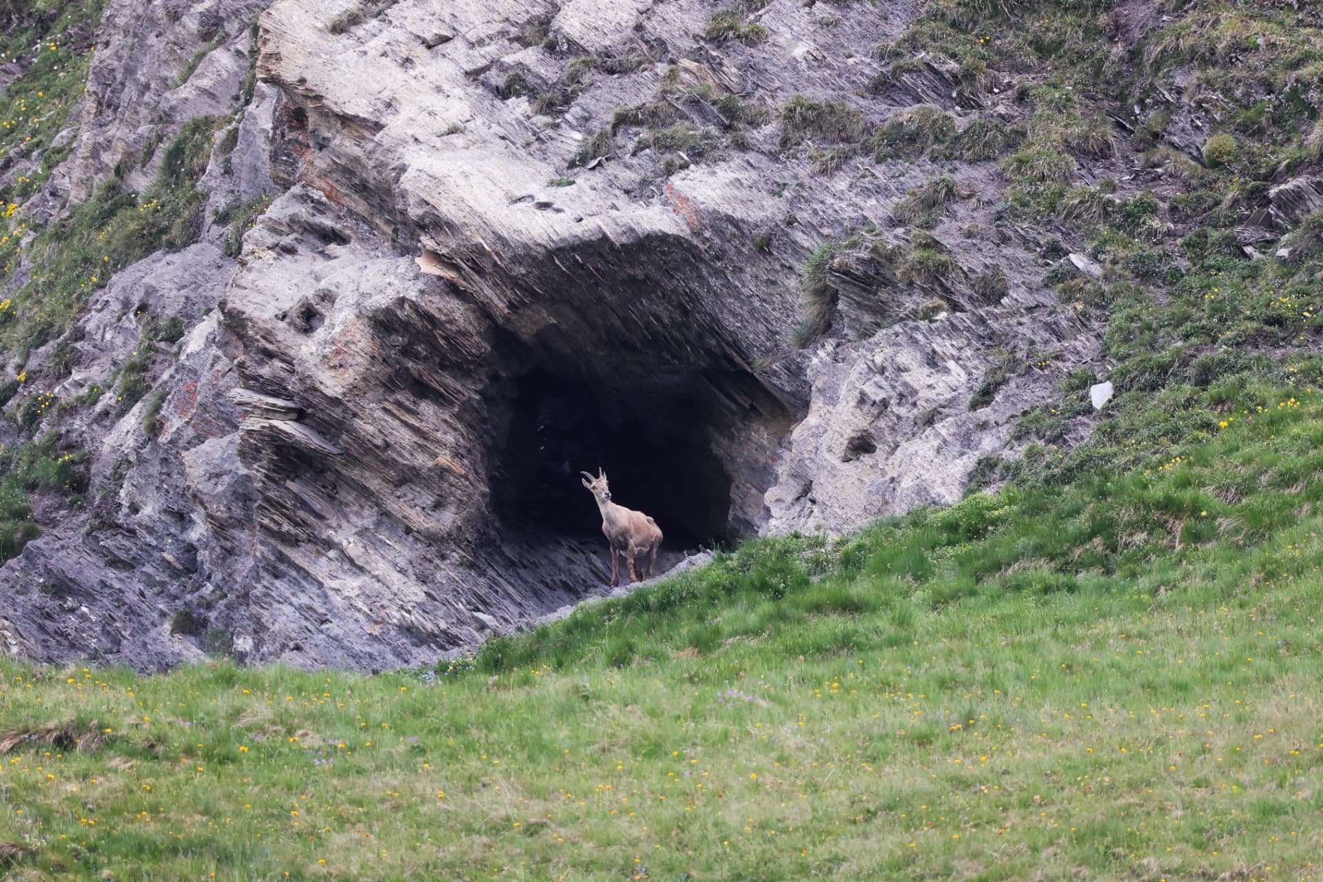 Steinbock vor einer dunklen Nische in der Felswand
