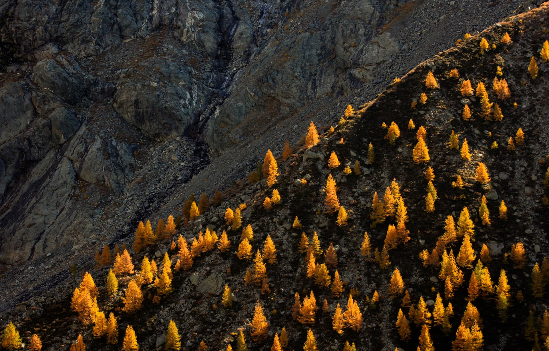 Herbstliche Lärchen am Hang über dem Val de Zinal