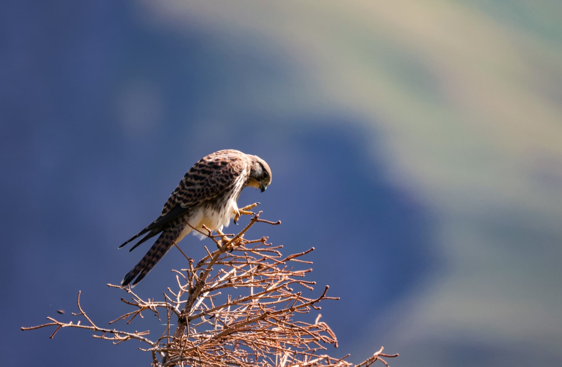 Greifvogel auf trockenen Ästen vor alpinen Hängen
