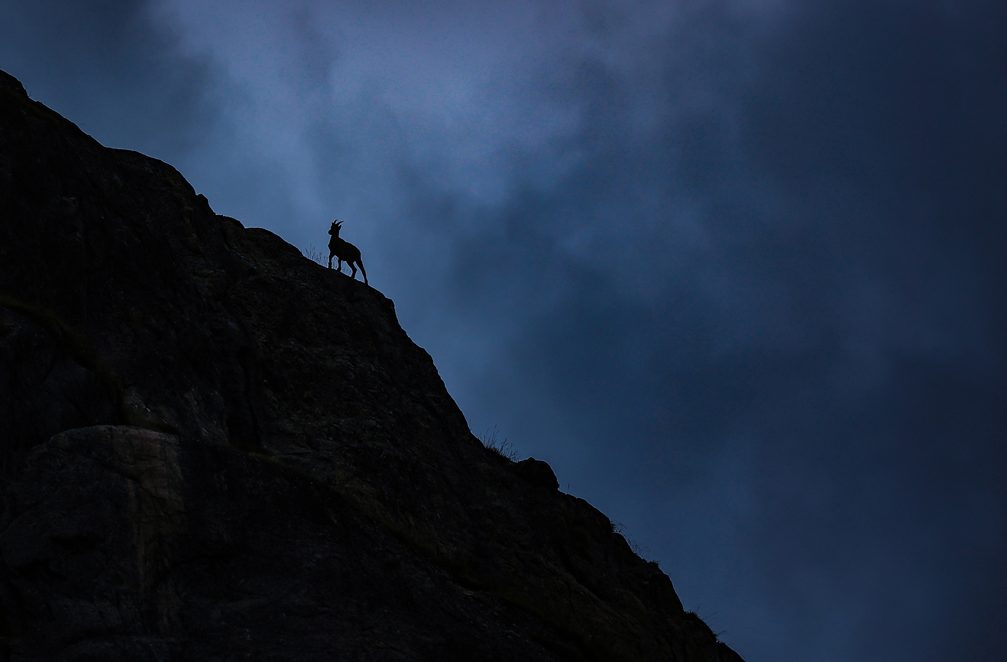 Silhouette einer Gämse auf einem Felsgrat in der Dämmerung über dem Emossontal