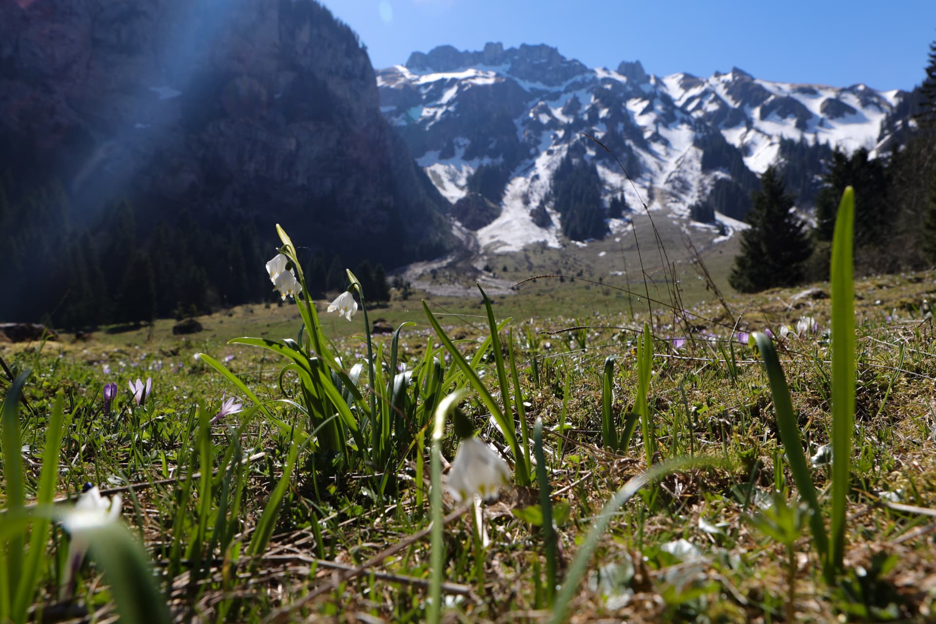 Weiße Frühlingsblumen unter verschneiten Bergwänden im Chablais