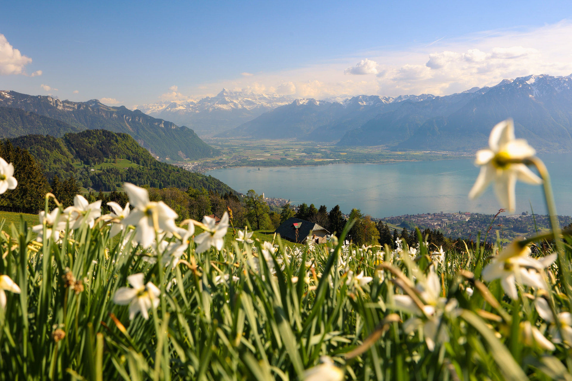 Wiese mit wilden Narzissen über dem Genfersee mit Alpenpanorama
