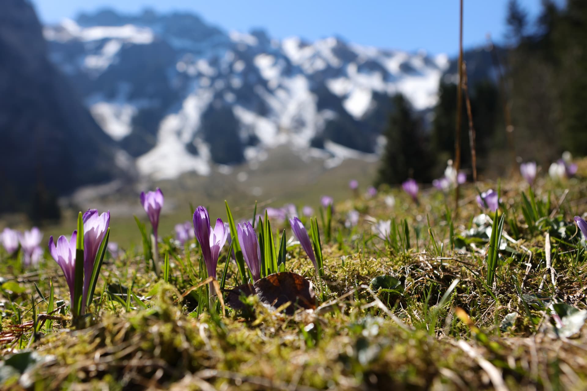 Violette Krokusse vor schneebedeckten Bergen