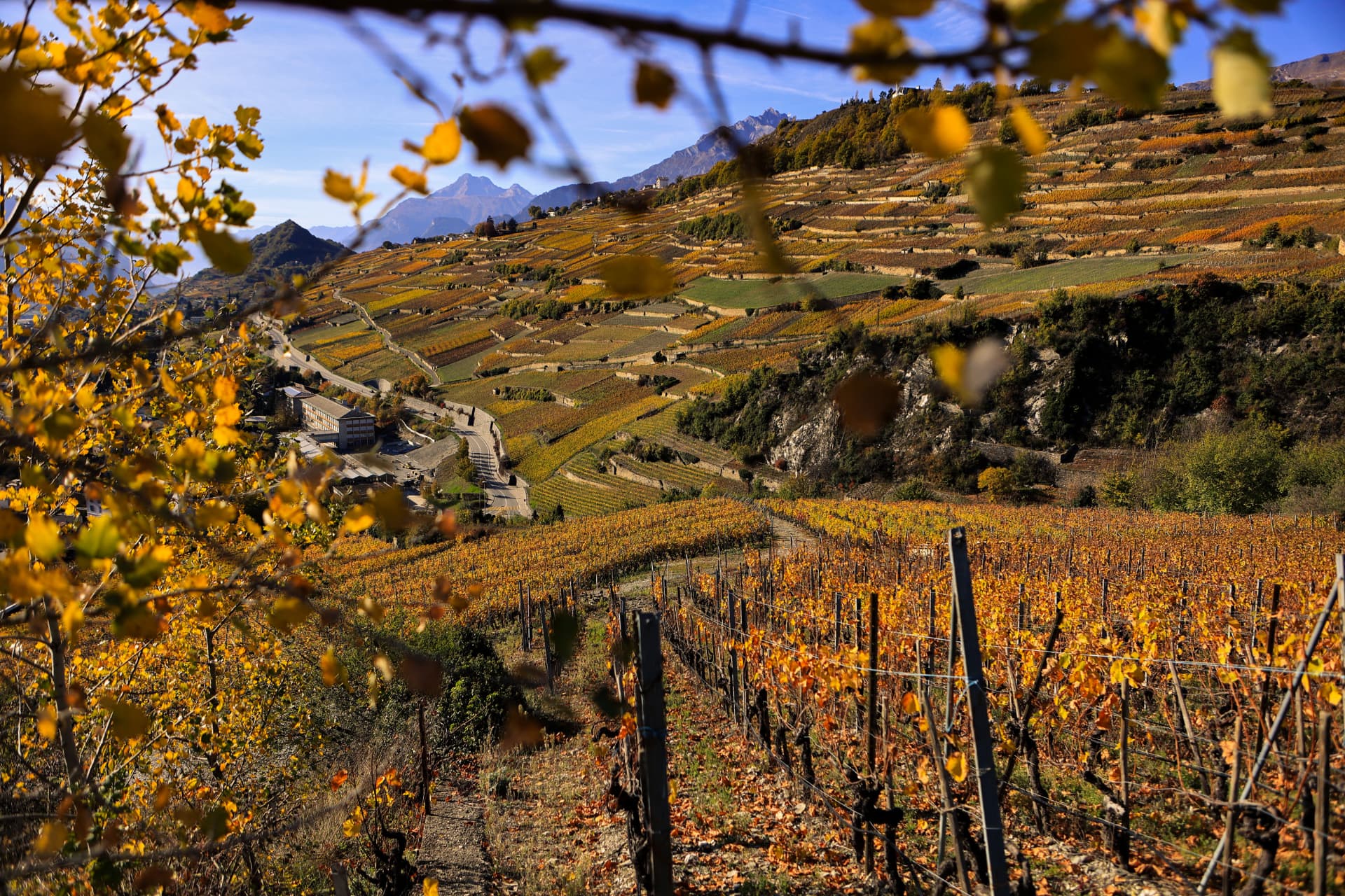 Herbstliche Rebberge im Wallis mit goldenen Blättern und Bergen im Hintergrund
