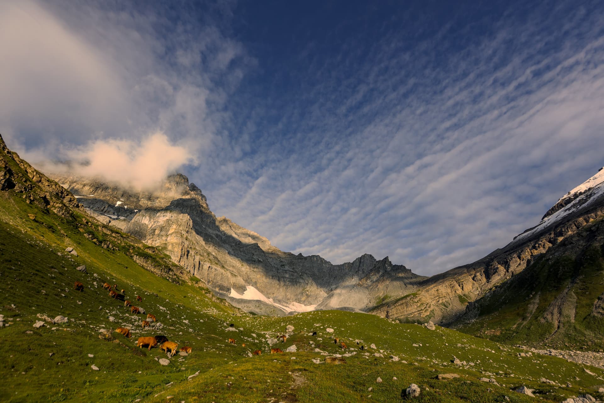 Grünes Salanfe-Tal mit Kühen und den Wänden der Dents du Midi