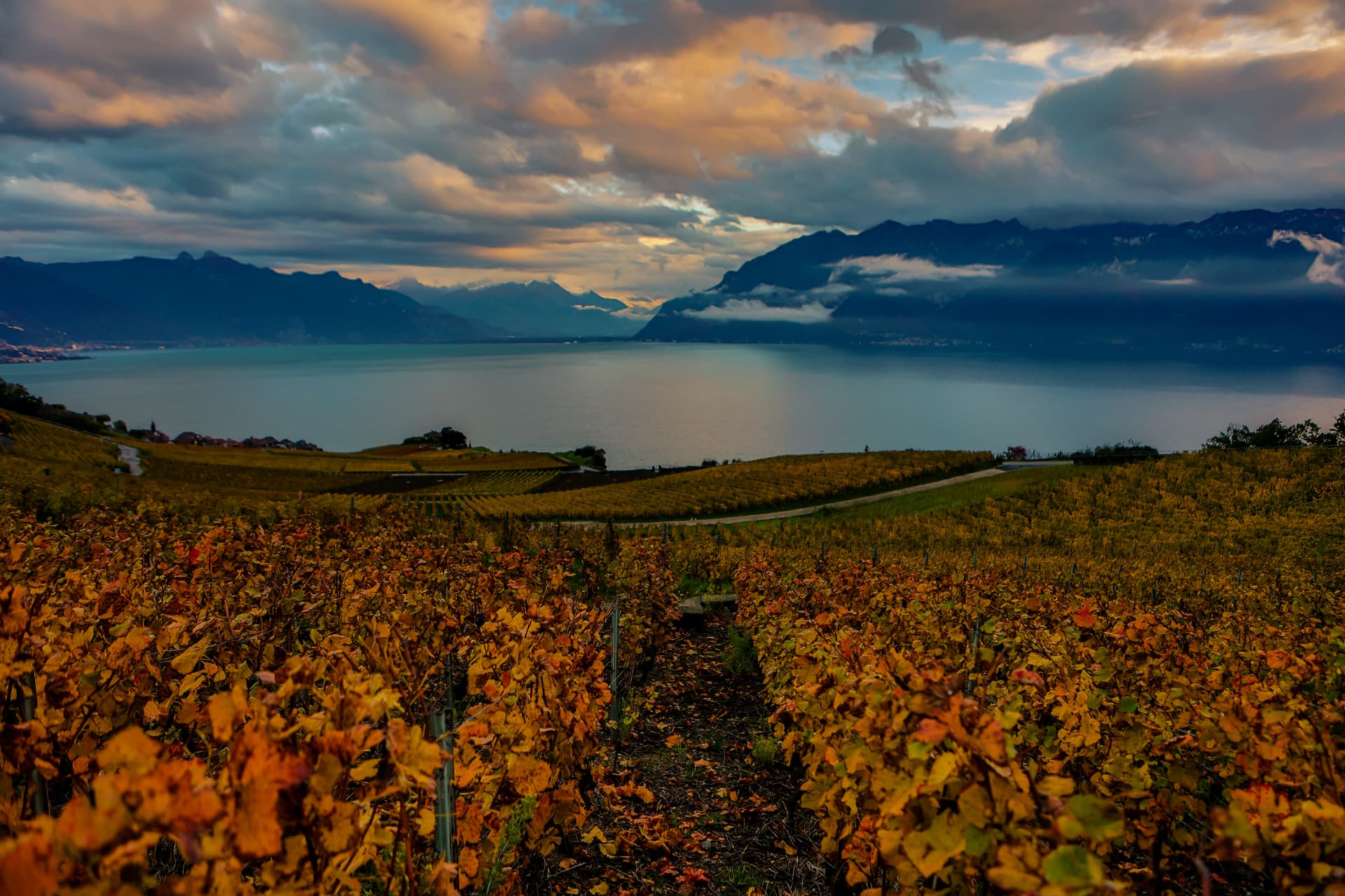 Herbstliche Rebzeilen, die zum See und zu den bewölkten Bergen führen