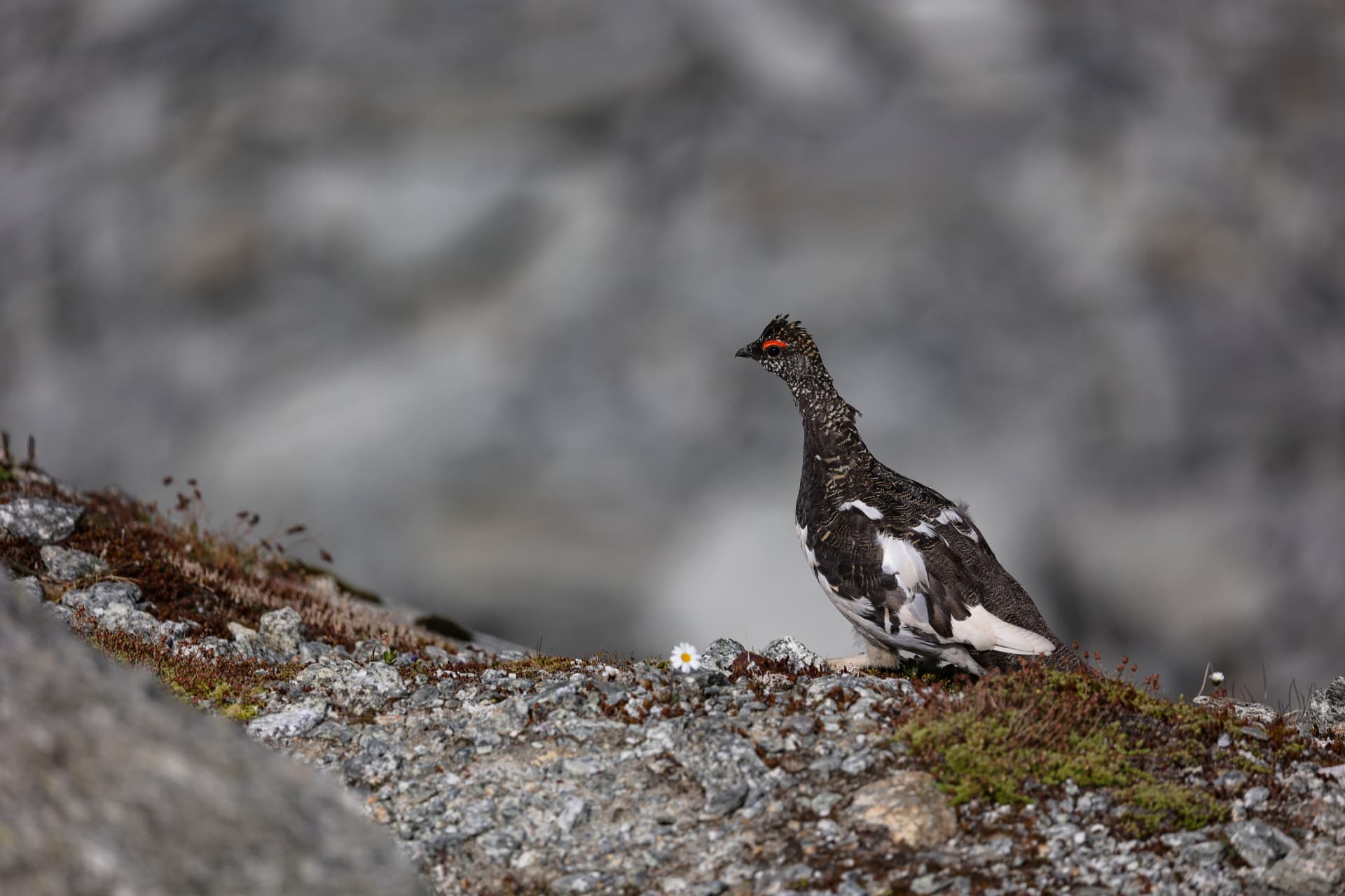 Alpenschneehuhn zwischen Steinen an der Furka