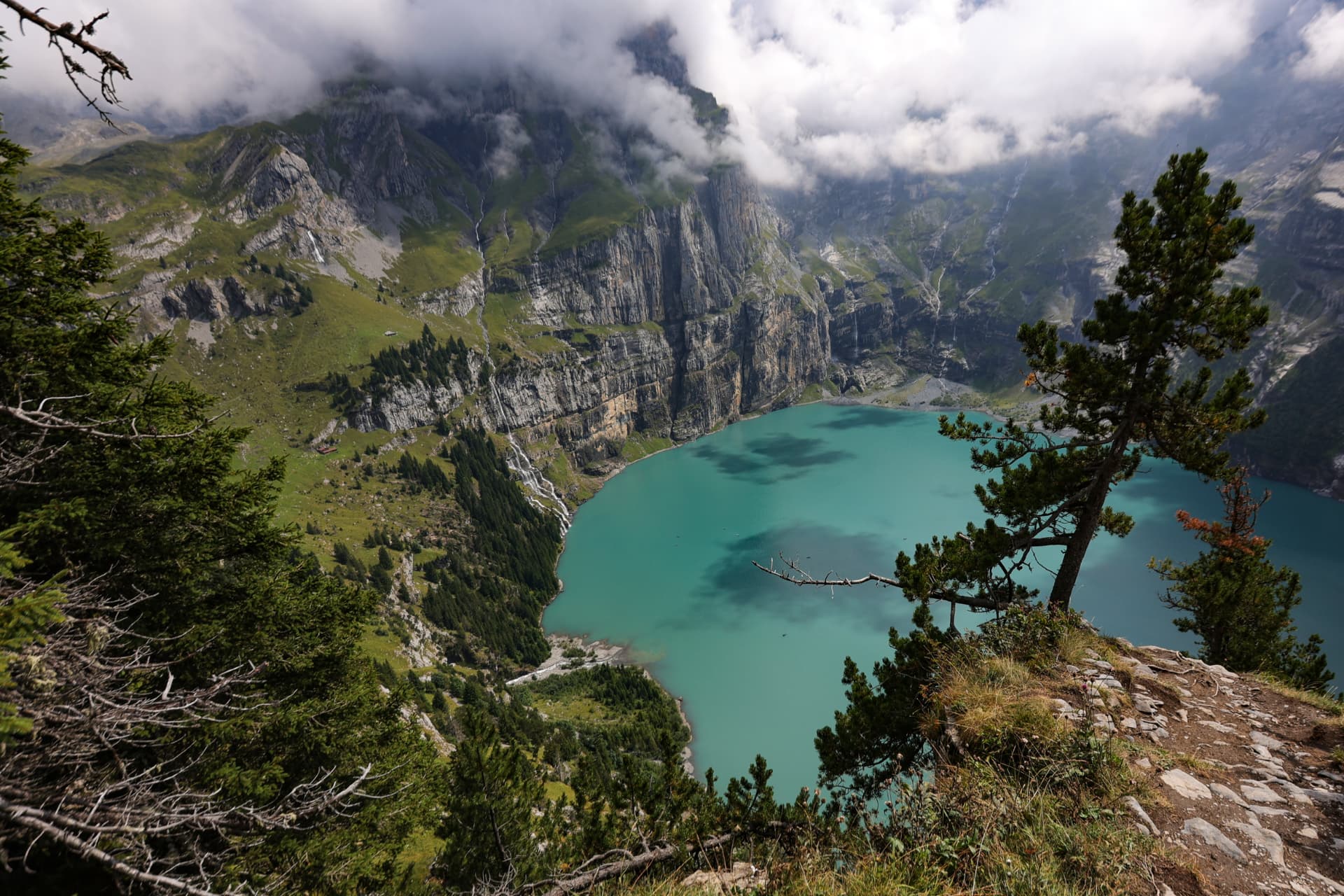 Türkiser Oeschinensee vom Pfad zwischen den Föhren