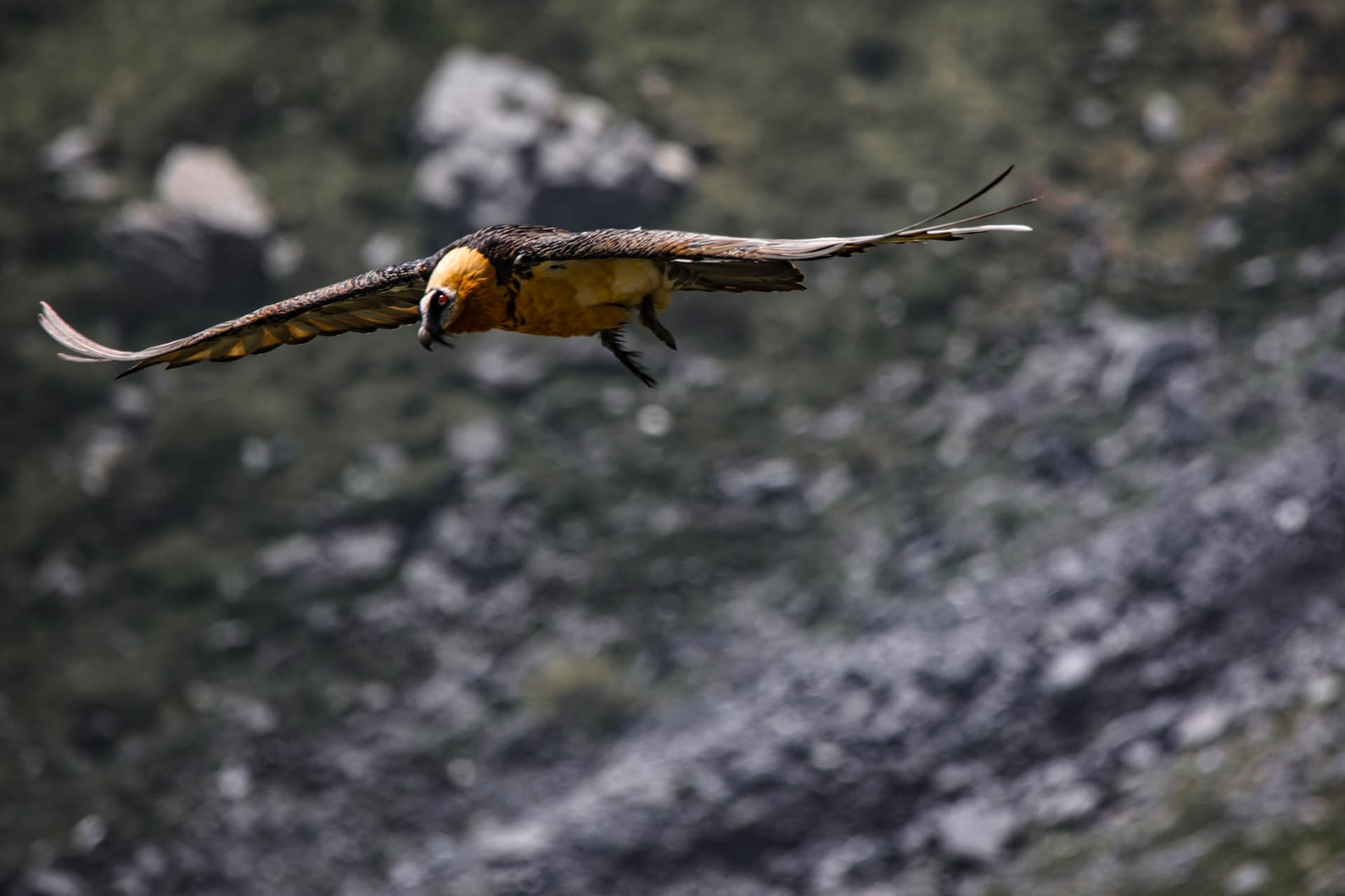 Bartgeier im Flug mit ausgebreiteten Schwingen vor einem Berghang