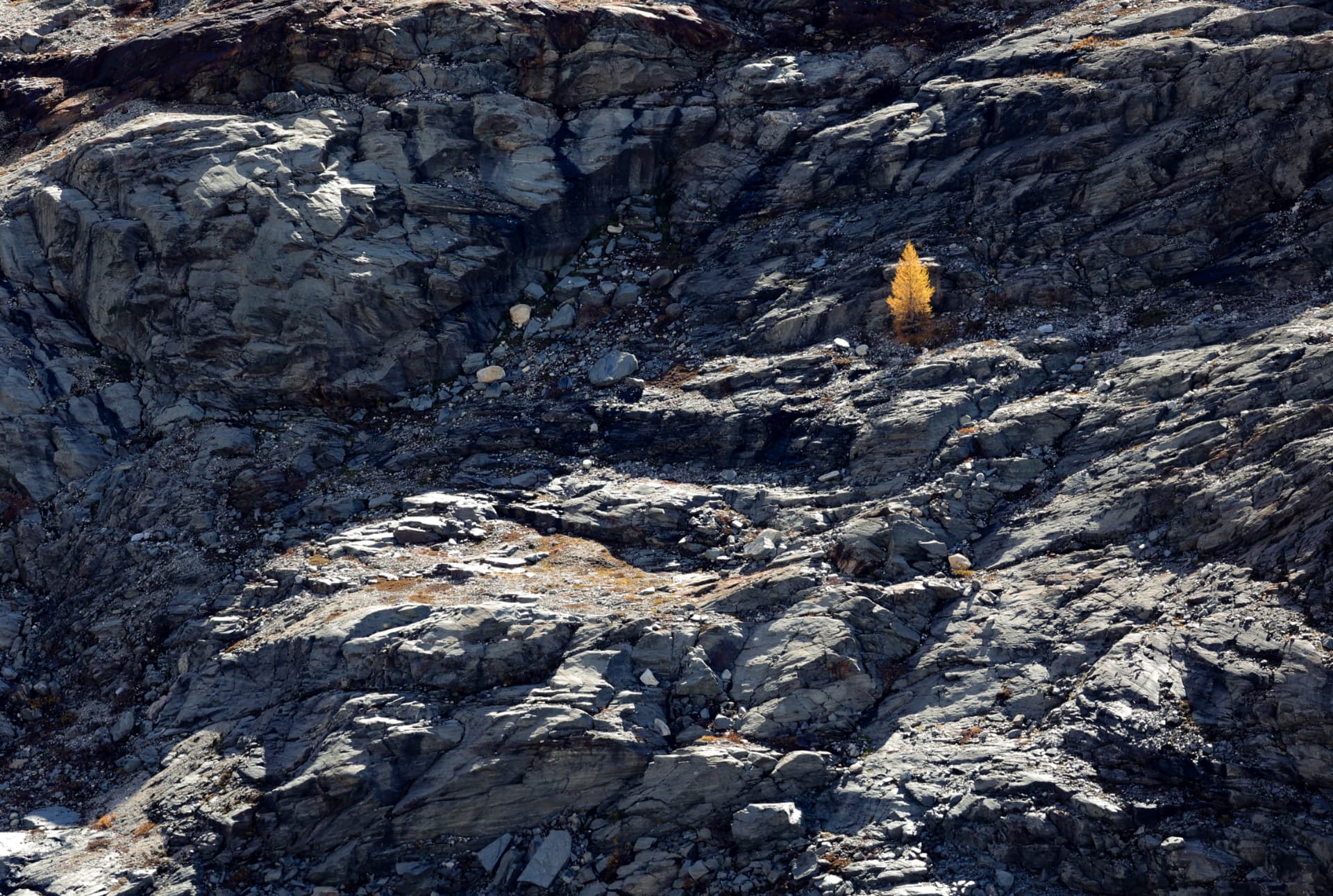 Eine einzelne goldene Lärche zwischen grauen Felsen
