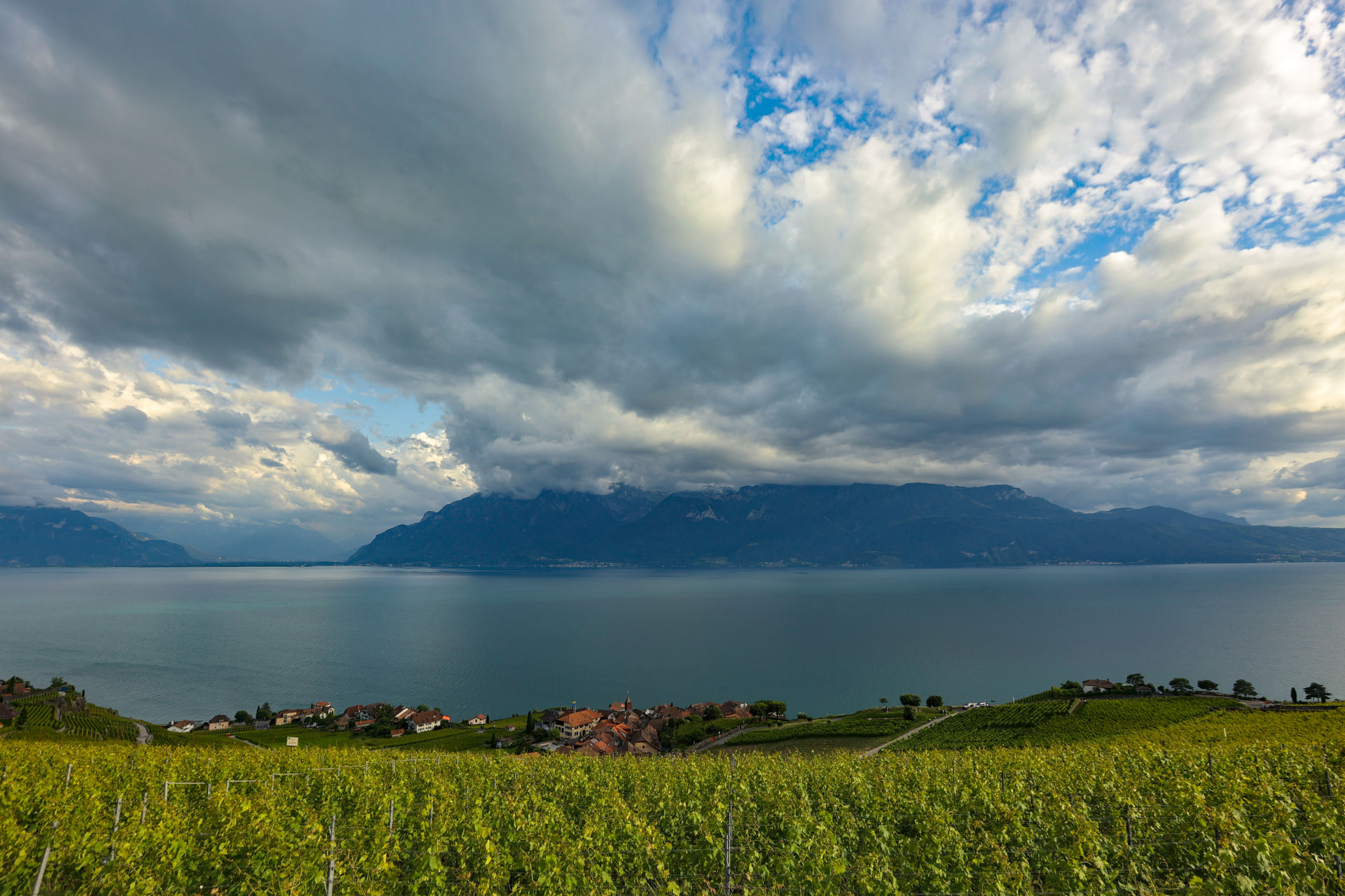 Sommerpanorama der grünen Rebberge von Lavaux und eines Dorfes am Genfersee