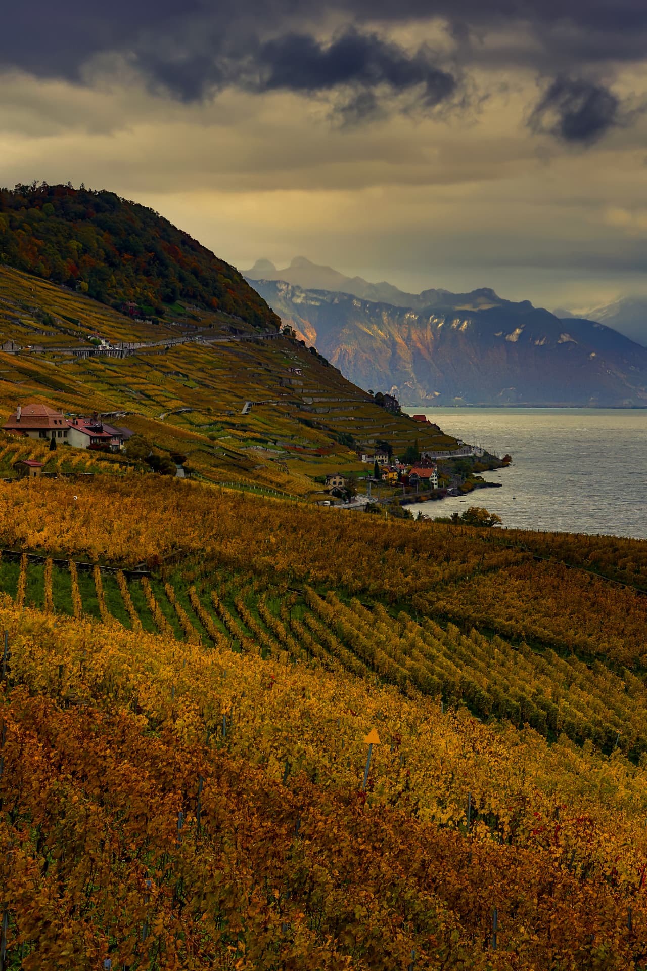 Hochformat der Weinterrassen von Lavaux über dem See unter schweren Wolken