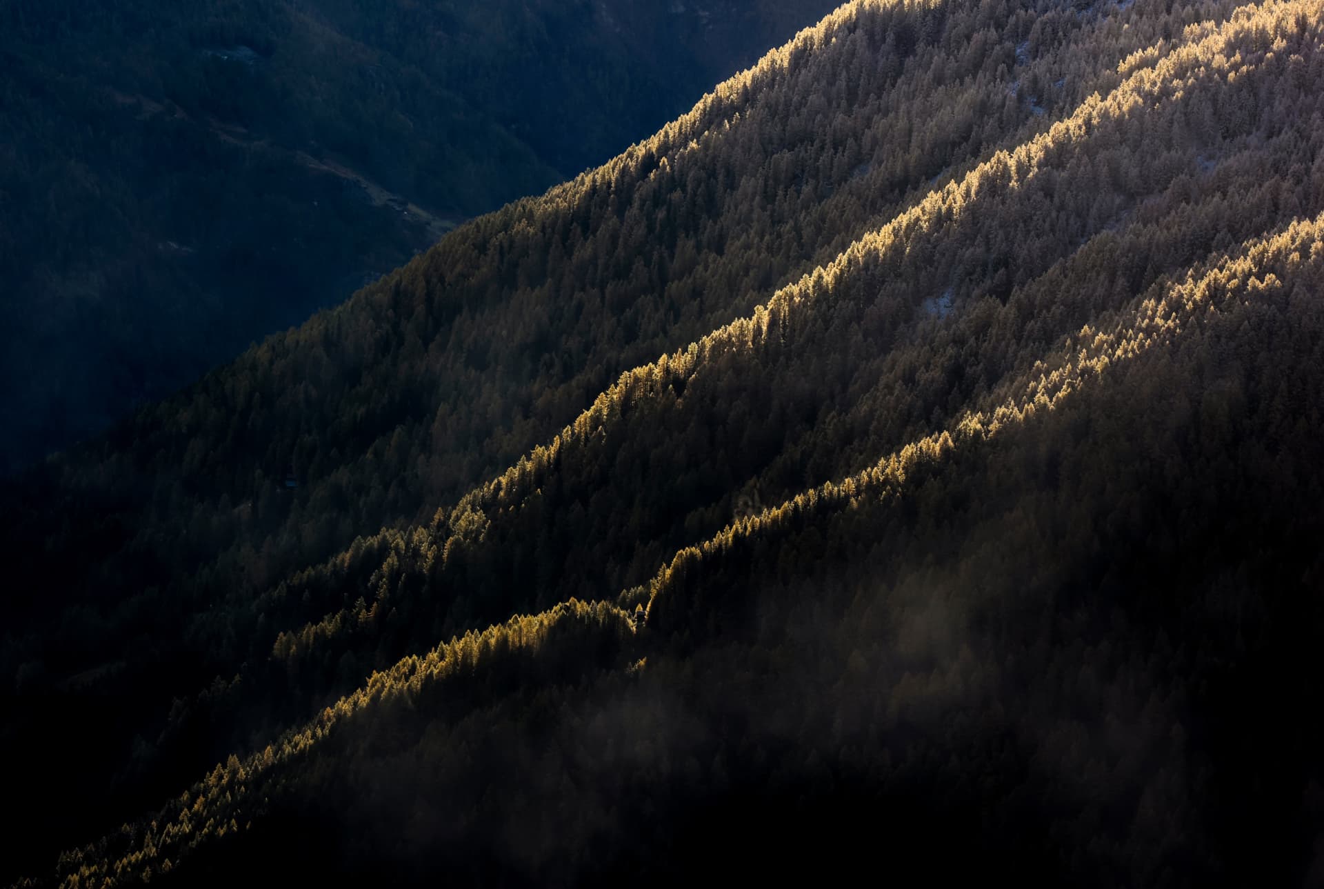 Lärchen im Gegenlicht am Hang unter dem Grat von Thyon